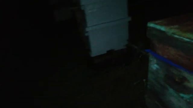 Пчеловодство лёгкое дело, поставил улей и качай медок. смотреть онлайн