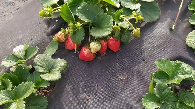 Сладкие сорта клубники сентябрьский обзор 10 сортов ( нсд ) смотреть онлайн