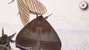 Дез-новости: МОЛЬ! самый распространенный вредитель в квартире. Как избавиться от моли.