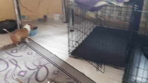 Американский стаффордширский терьер #щенки