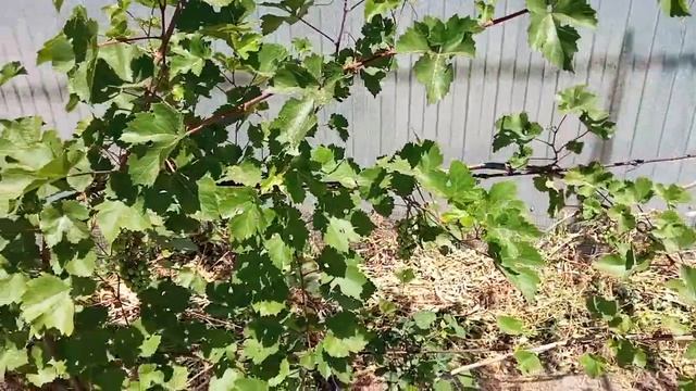 Кристалл сорт винограда в начале июля. смотреть онлайн