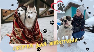 Как спасает жизни животным бригада скорой помощи?