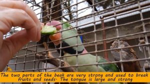Parrot Facts for Kids | Interesting Educational Video about Parrots for Children | Fun Facts