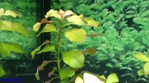 Людвигия в аквариуме, болотная,  ползучая, рубин, содержание, как сажать. Аквариумные растения.