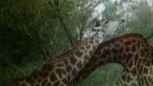 Шея жирафа по Ламарку