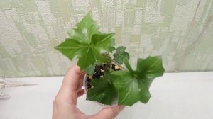 Hedera helix "Lalla Rookh". Продажа.