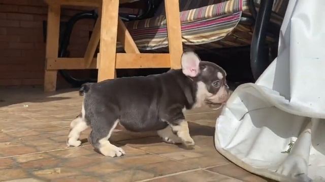 МОЯ ЗИНА !!! Идеальная, яркая, редкая французская бульдожка ! смотреть онлайн