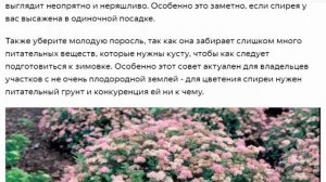 Что делать со спиреями после цветения?