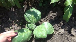 ИДЕАЛЬНАЯ ПОДКОРМКА для ВСЕГО.  Результат НА ГЛАЗАХ