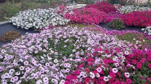 Петуния Тайдалы в саду у Гелечки. 17.09.23