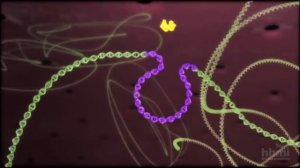 Жизненный цикл вируса иммунодефицита человека