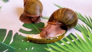 Чем кормить улиток? | Что едят улитки? | Питание улиток | Snails for you