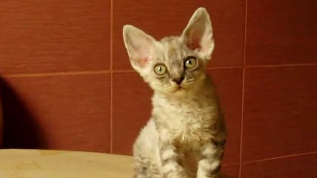 Silver Losk - devon rex смотреть онлайн