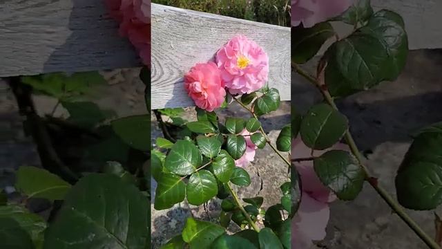 strawberry Hill David Austin roses