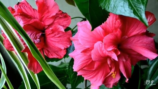 *** - Beautiful Hibiscus - *** ( Relaxing - Beautiful landscapes ) смотреть онлайн