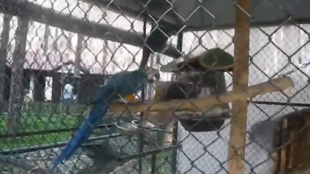 Попугаи разбушевались.Отель Bellis. Турция смотреть онлайн