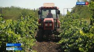 В Адыгее началась уборка виноград