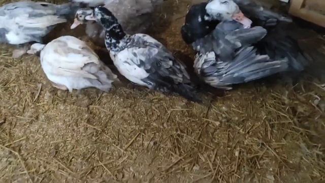 Когда наступает половозрелость уток. Почему Селезень не топчет индоуток. смотреть онлайн