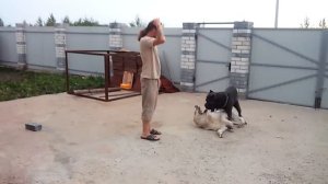 Кане корсо и алабай
