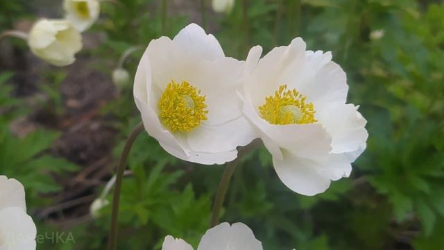 Садовий релакс||Квіти травня 2022||Шум лісу смотреть онлайн