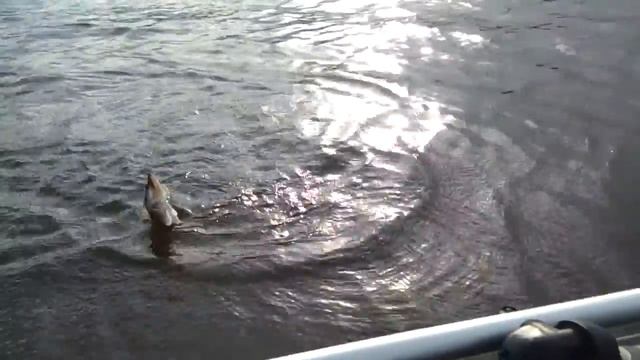 Рыбалка в Донецкой области. Небольшой судак, выпускаем. смотреть онлайн