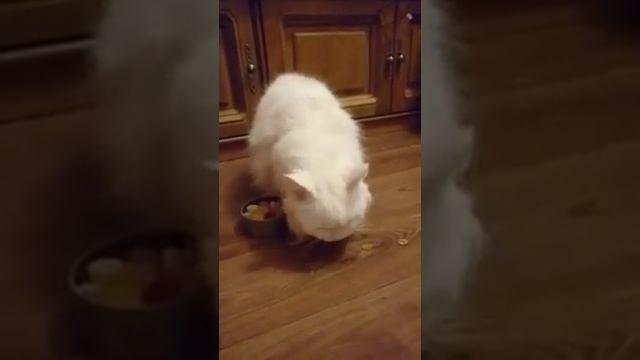 Ну и что,что я ем много сладкого!…И это не значит,что я буду толстенький…я буду сладенький,,,! смотреть онлайн