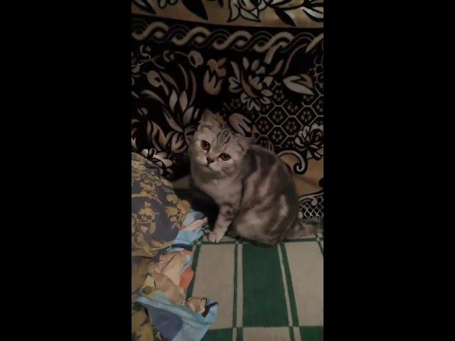 Кошка играет и почувствовала себя фотомоделью