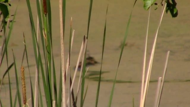 За окраину пос. Васильево на деревенские луга за Иван Чаем и Лобазником. смотреть онлайн