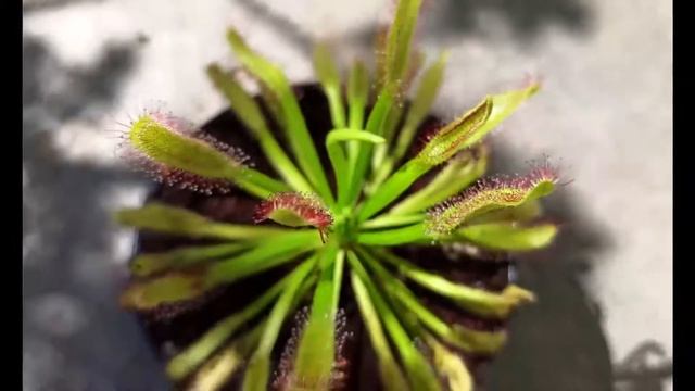 Drosera capensis Compact Rosette - росянка капская. 1 смотреть онлайн