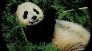 Урок природоведенья «КТО ТАКИЕ ЗВЕРИ?»