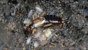 ДВУХВОСТКИ и УХОВЁРТКИ - Почему их часто путают?