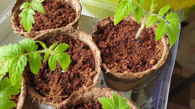 Что выросло, то выросло. Великие переселенцы ждут погоды. смотреть онлайн