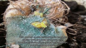 Глоксиния отцвела — что делать дальше, как ухаживать