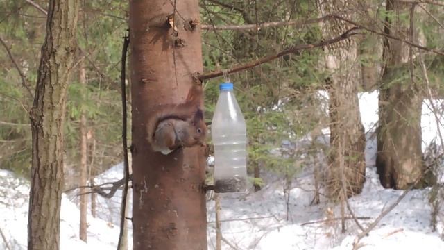 Белка ловко щёлкает семечки смотреть онлайн