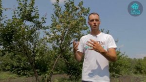 Абрикос Самарский. Рекордсмен по урожайности