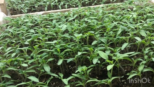 Томат Махитос f1. 10 дней от всходов. смотреть онлайн