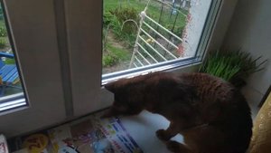 Как поймать муху? Позовите кошку!