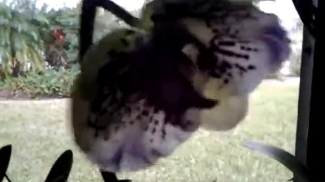 Some Cattleya orchids in bloom смотреть онлайн