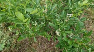 Голубика и как на ней завязалась ягода.27.06.2021г.