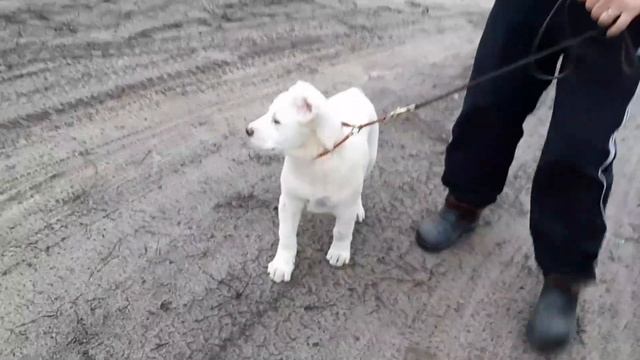 Щенок алабай Ермак, 3 месяца смотреть онлайн