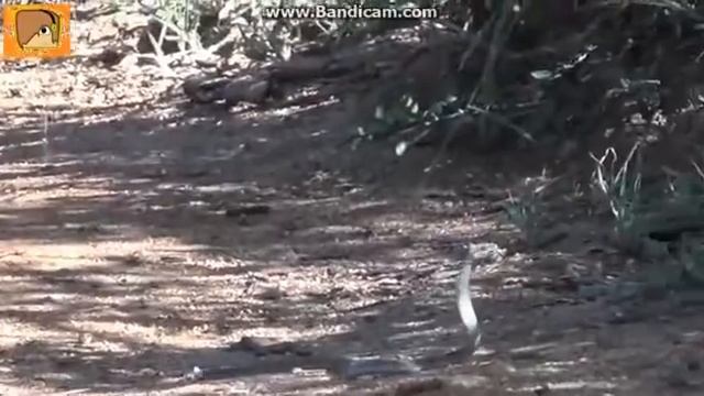 Бесстрашные ЖИВОТНЫЕ ★ Животные, которые не боится ничего смотреть онлайн