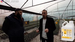 Что делать при гербицидном ожоге?