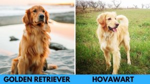 Hovawart vs Golden Retriever - Dog Breed Comparison