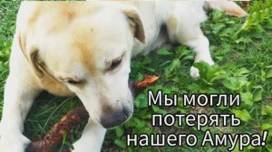 С чем мы столкнулись при переезде на юг с собакой.