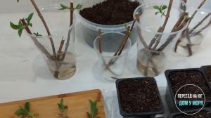 Черенкование и укоренение метельчатой гортензии 2 часть.