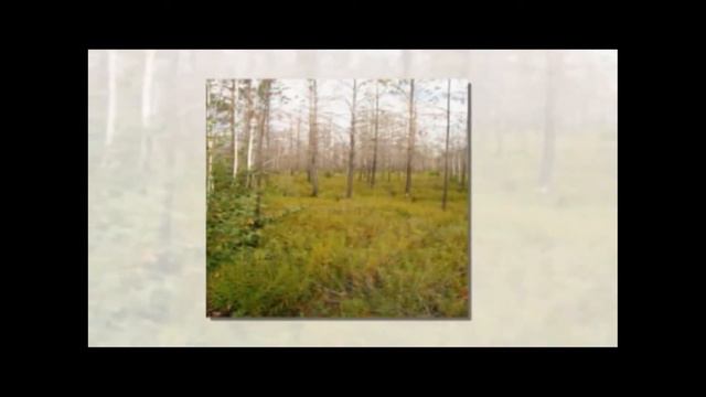 Туристические тропы Чулымского района смотреть онлайн