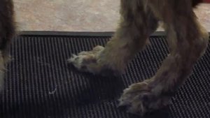 Семенова А.А. Чара спинальная ходьба