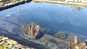 Подготовил пруд к зимовке