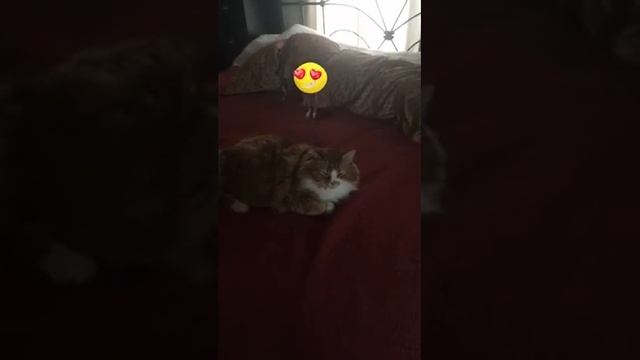 Hello Bubbins part 4 смотреть онлайн