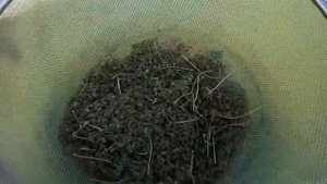 Как я заготавливаю семена Моркови